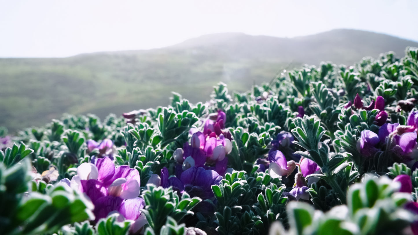 Stills: Lost Coast
