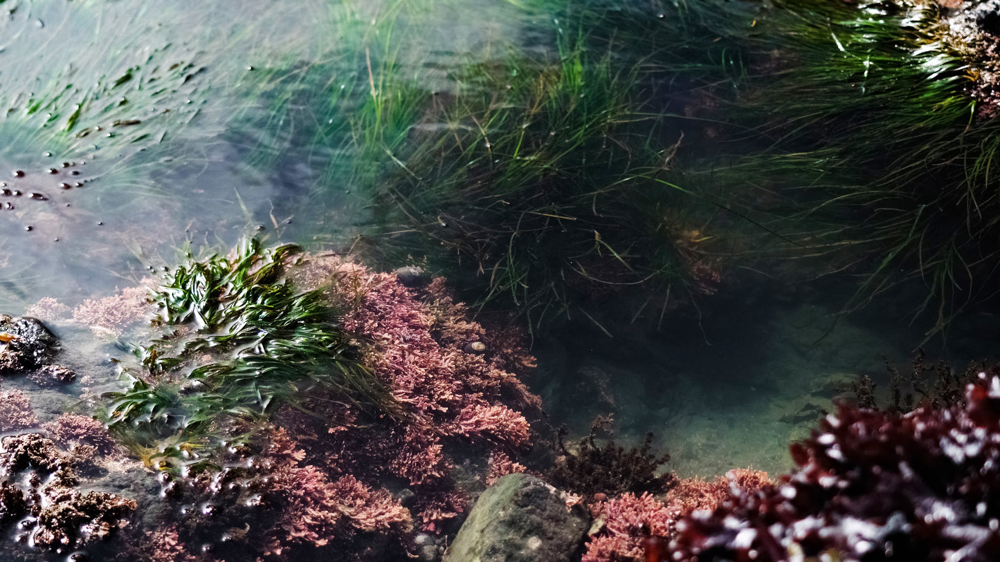 Stills: Lost Coast