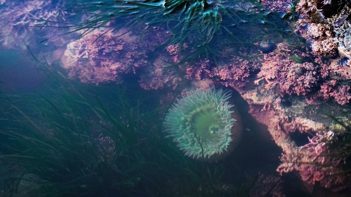 Stills: Lost Coast