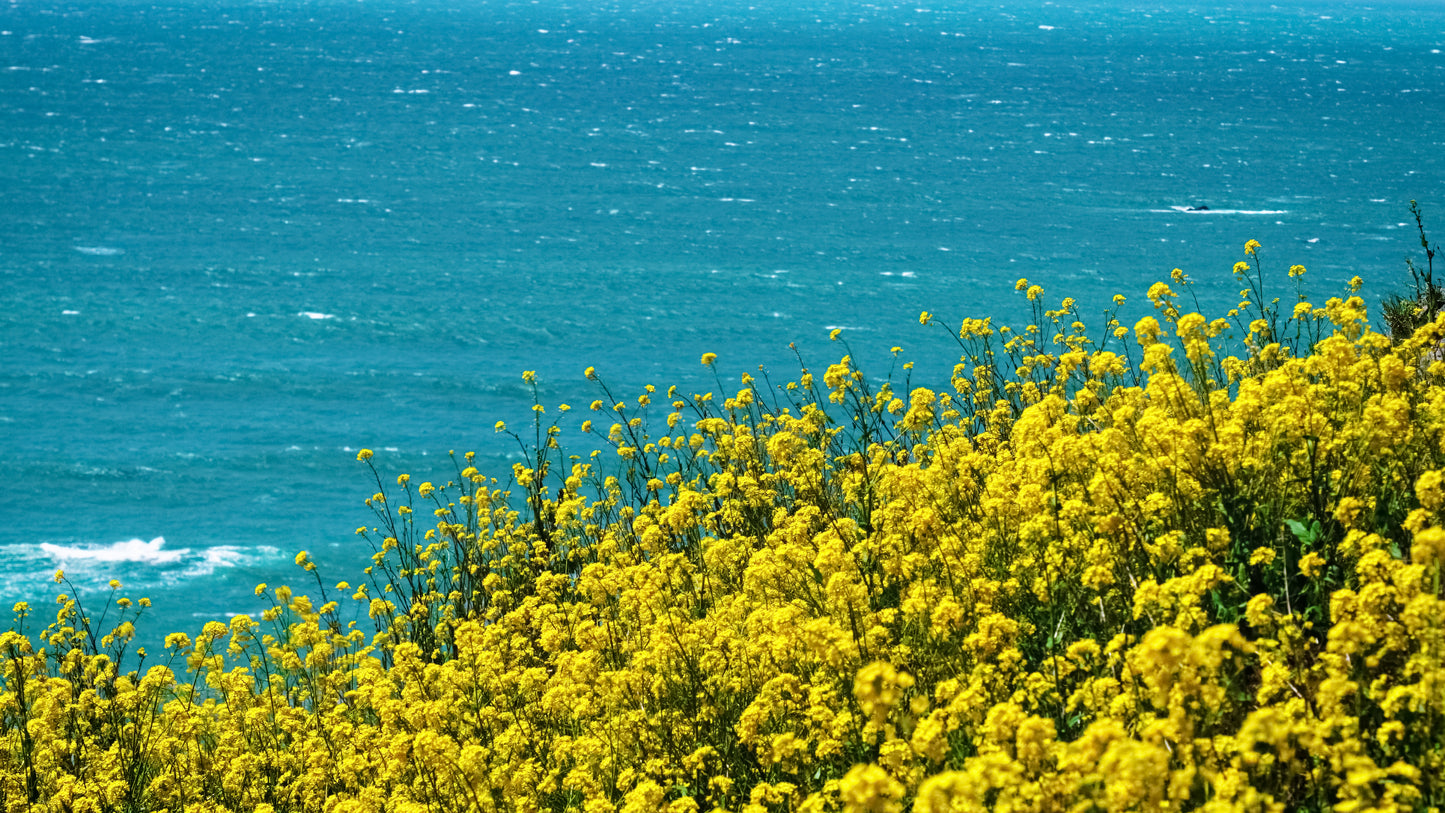 Stills: Lost Coast