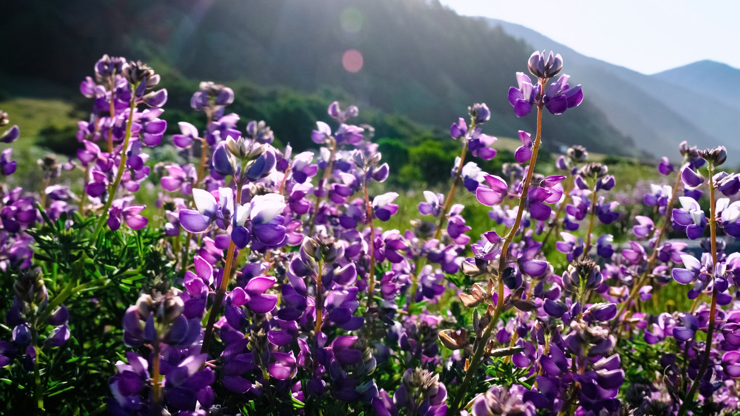 Stills: Lost Coast