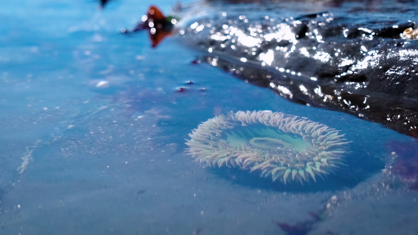 Stills: Lost Coast