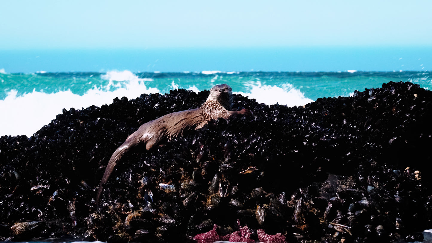 Stills: Lost Coast