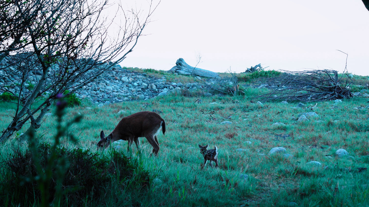 Stills: Lost Coast
