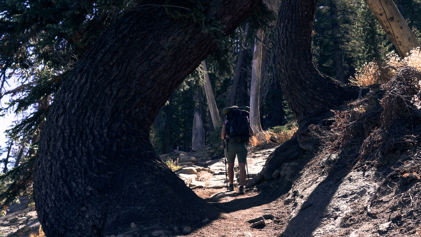 Stills: Sequoia