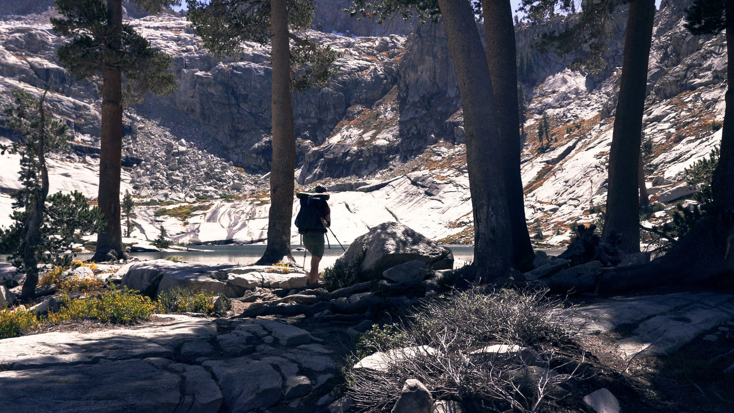Stills: Sequoia