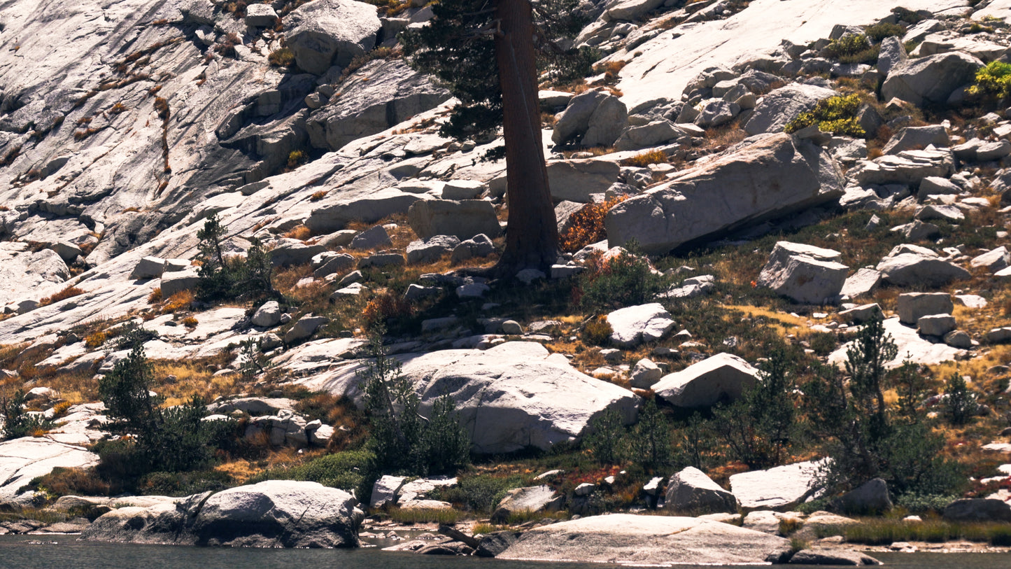 Stills: Sequoia