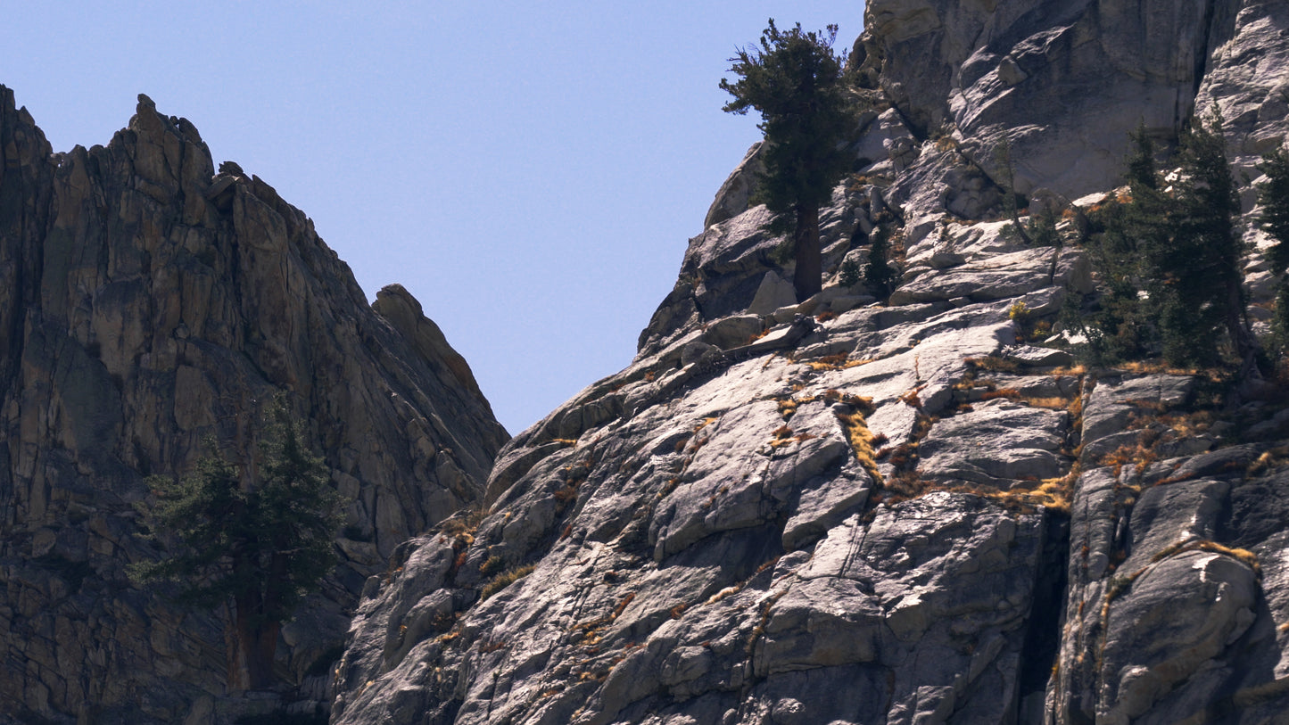 Stills: Sequoia