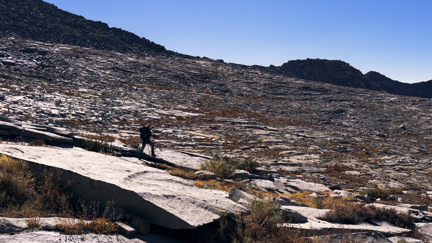 Stills: Sequoia