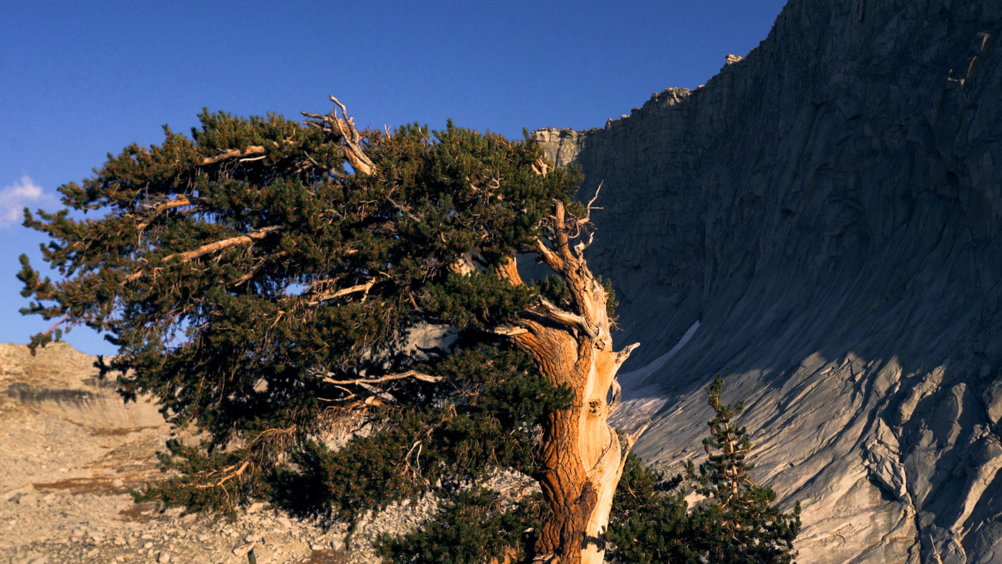 Stills: Sequoia