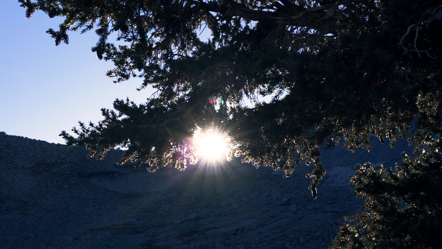 Stills: Sequoia