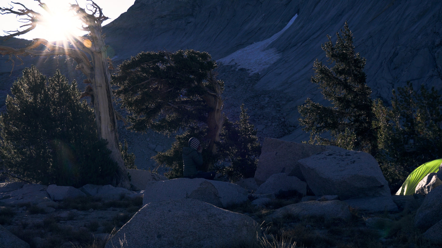 Stills: Sequoia