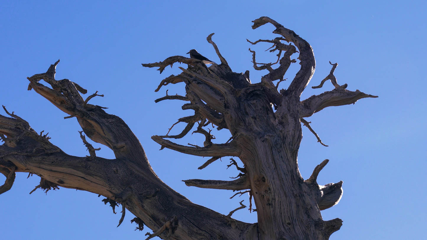 Stills: Sequoia