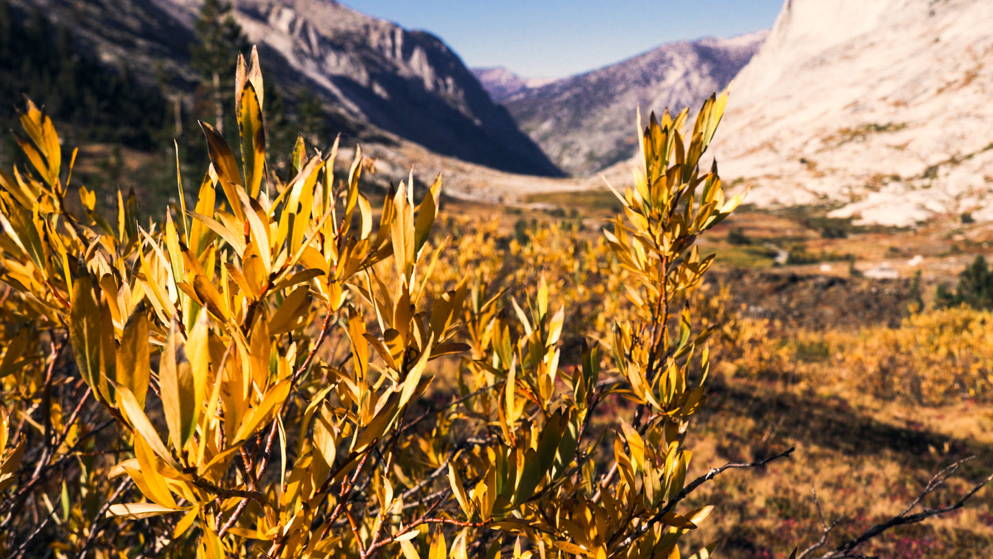 Stills: Sequoia
