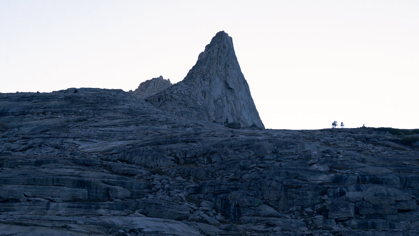Stills: Sequoia