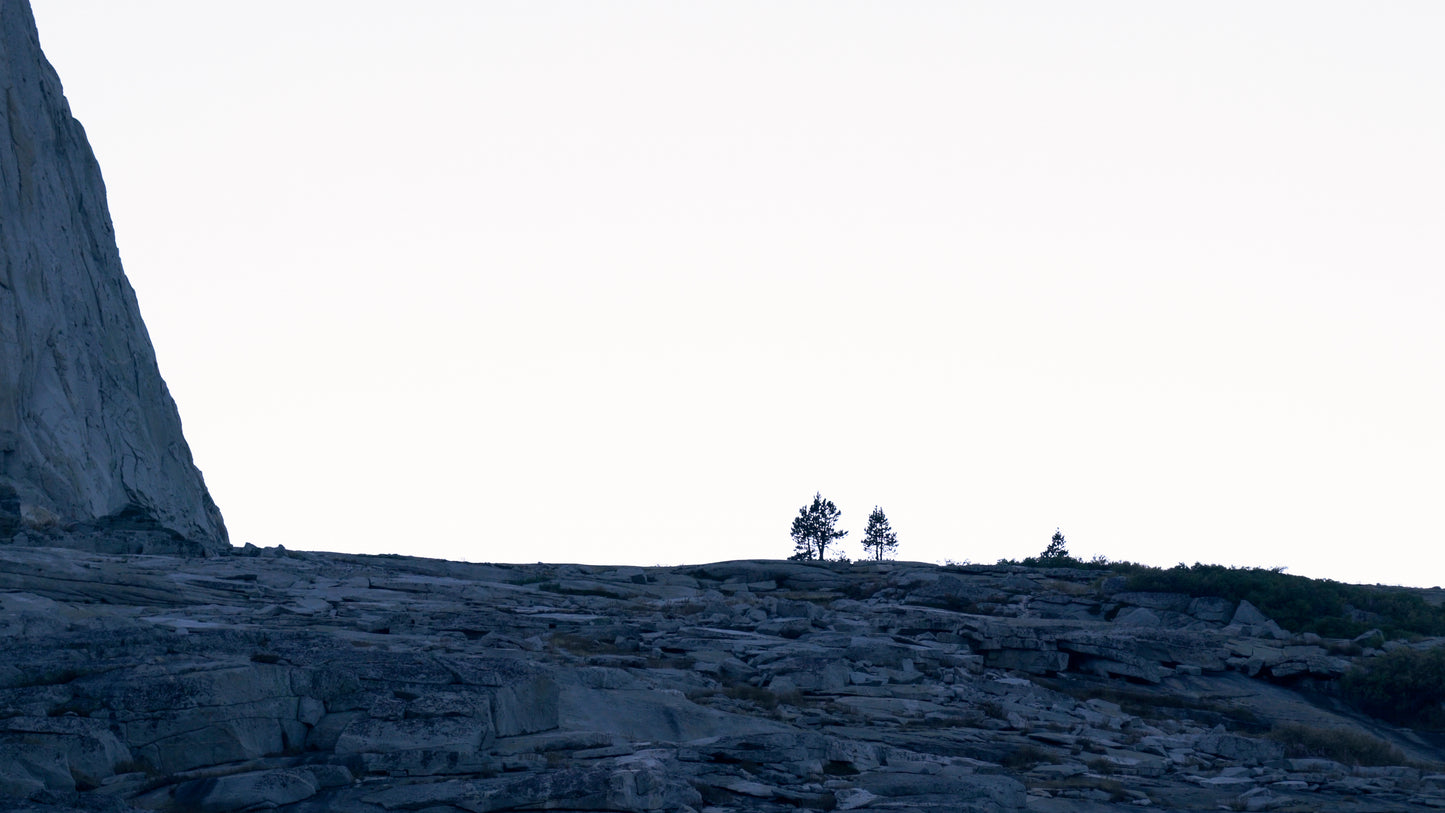 Stills: Sequoia