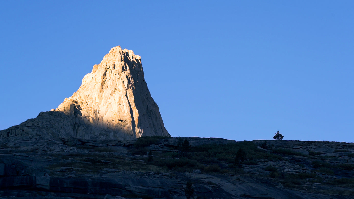Stills: Sequoia