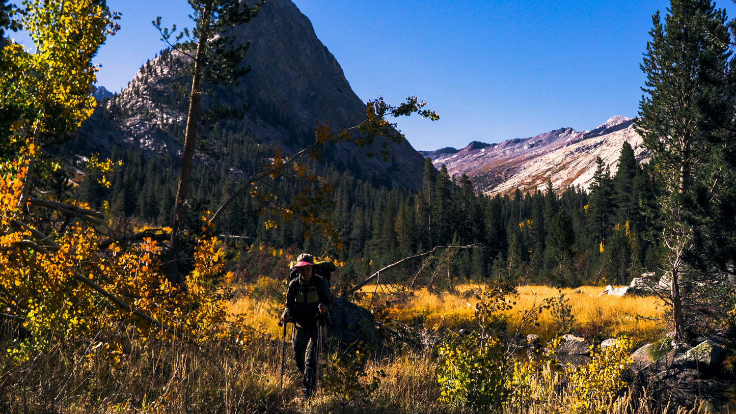 Stills: Sequoia