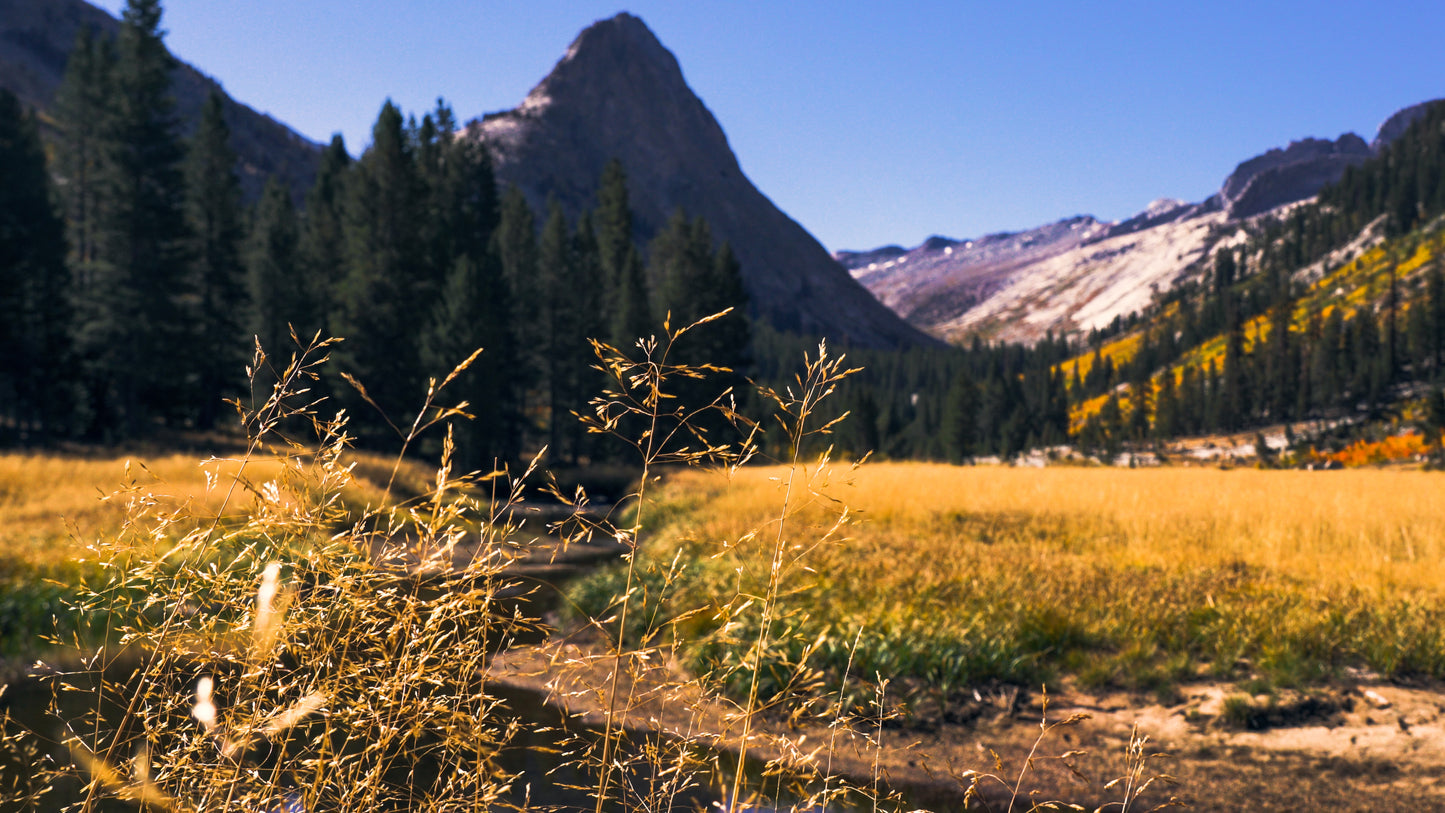 Stills: Sequoia