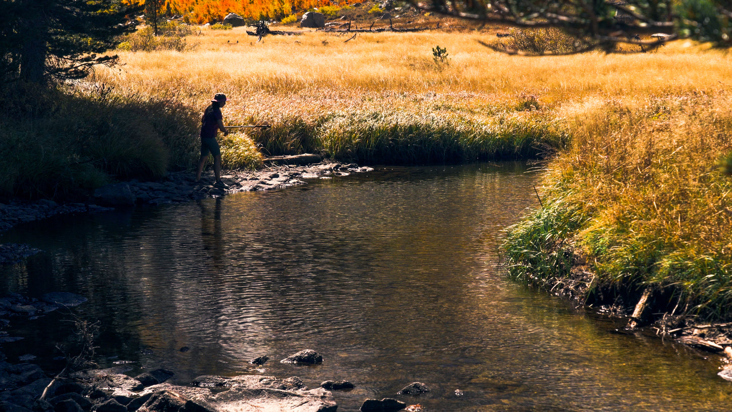 Stills: Sequoia