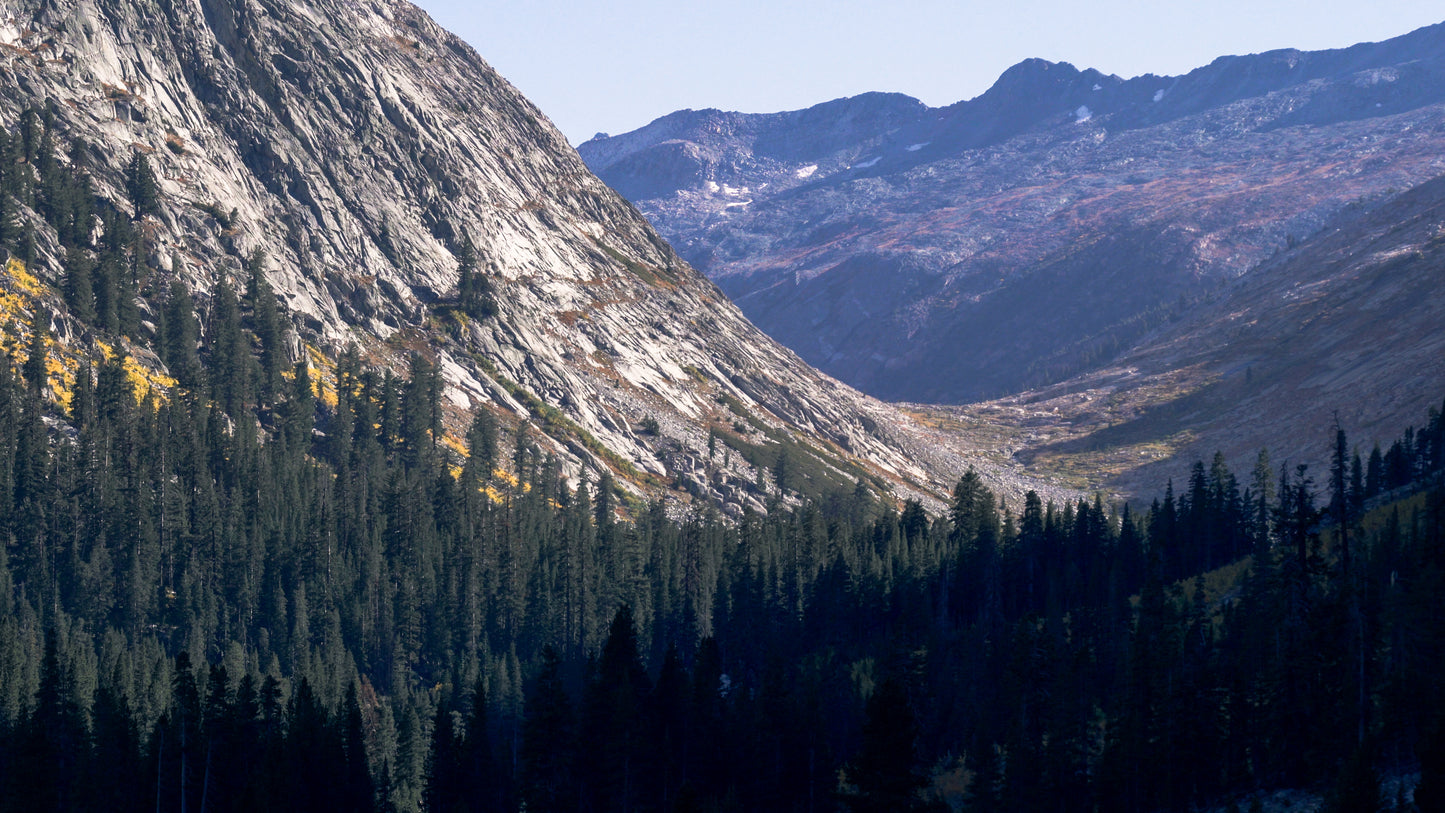 Stills: Sequoia