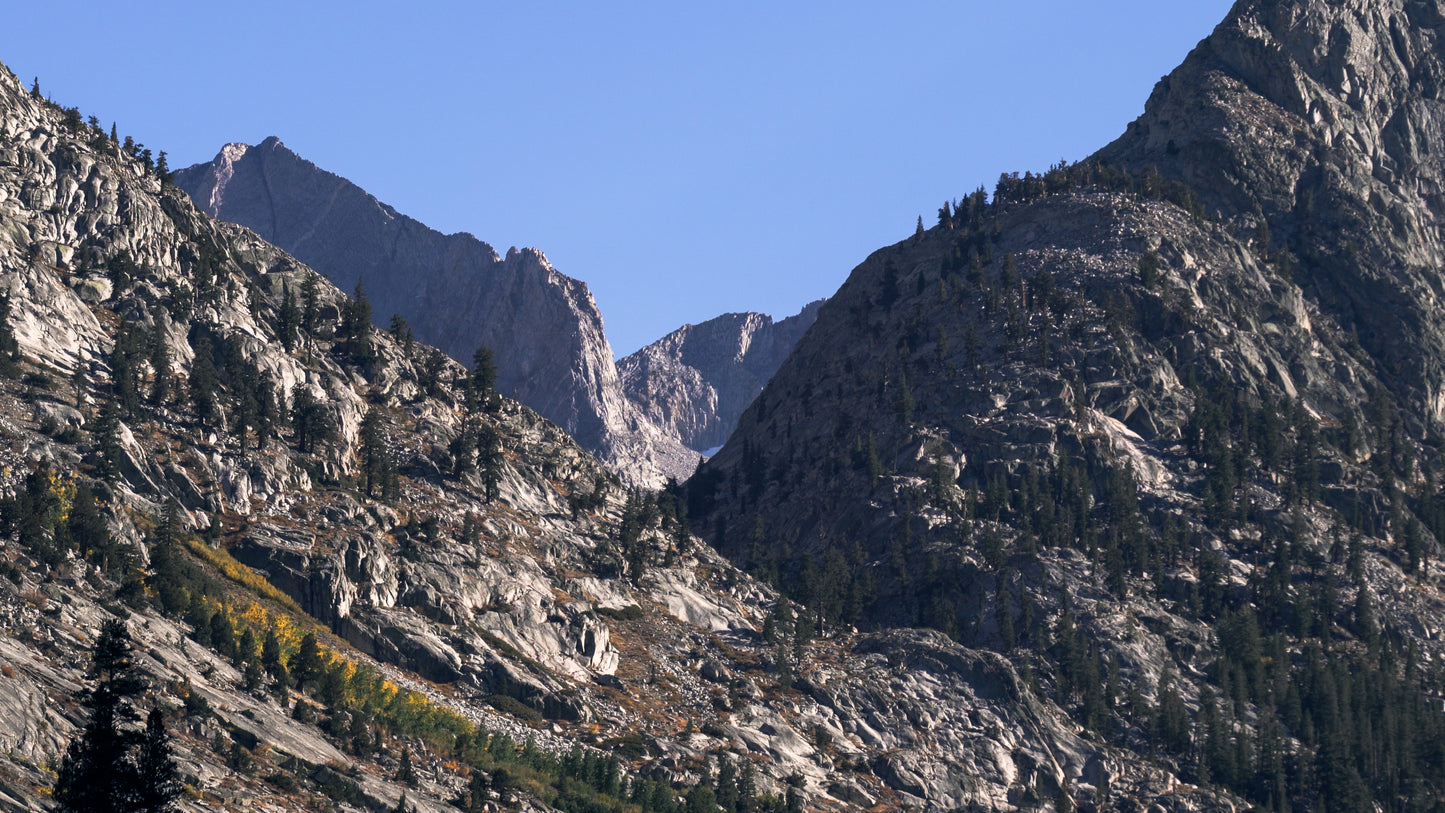 Stills: Sequoia