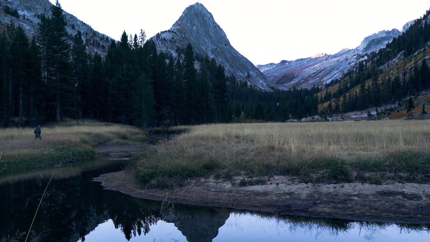 Stills: Sequoia