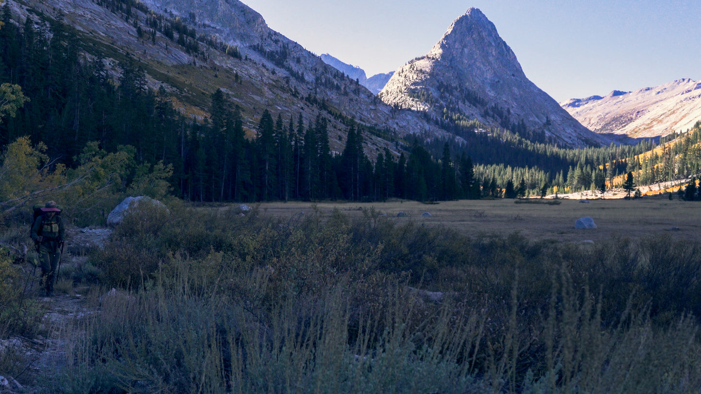 Stills: Sequoia