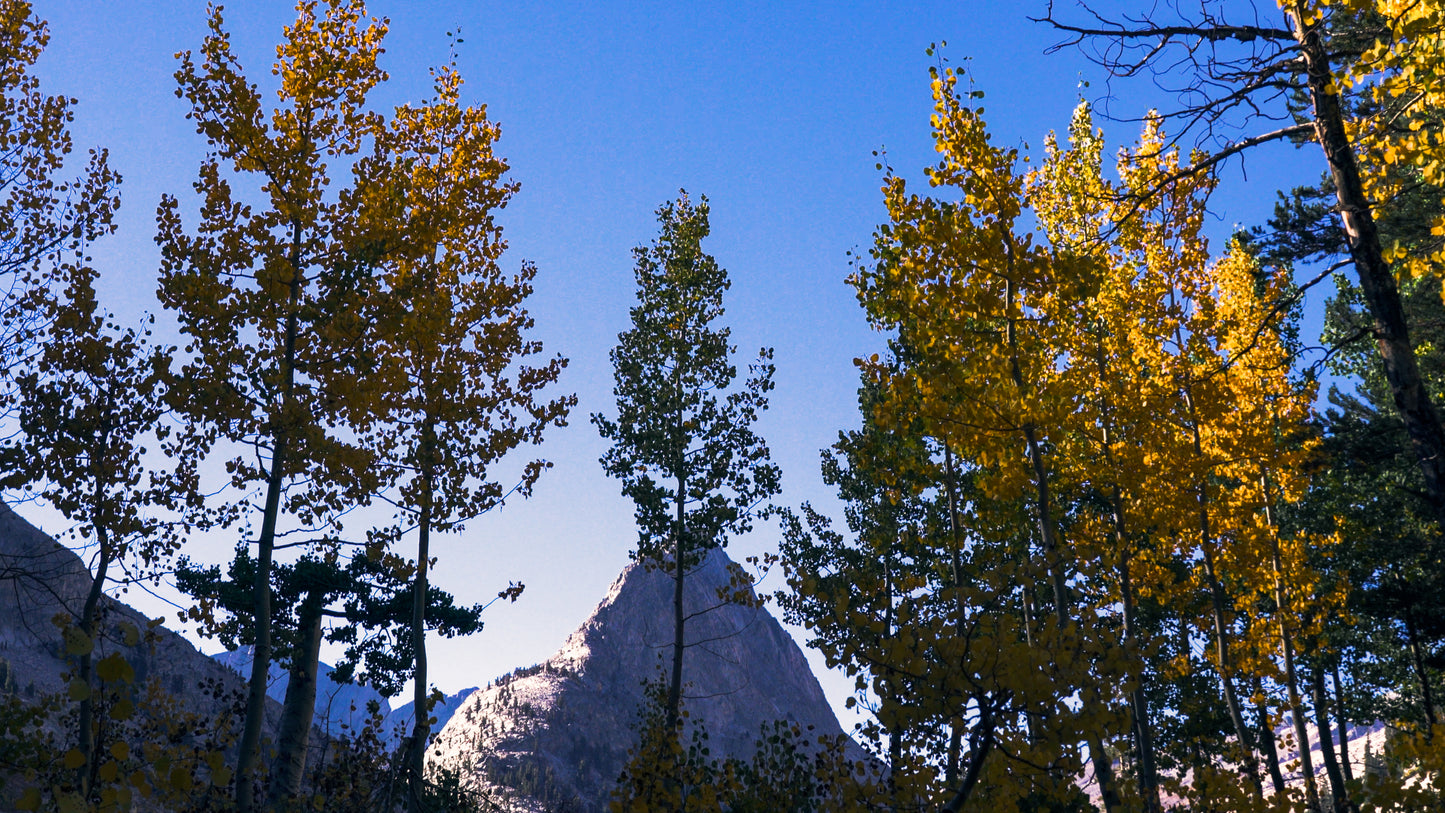 Stills: Sequoia