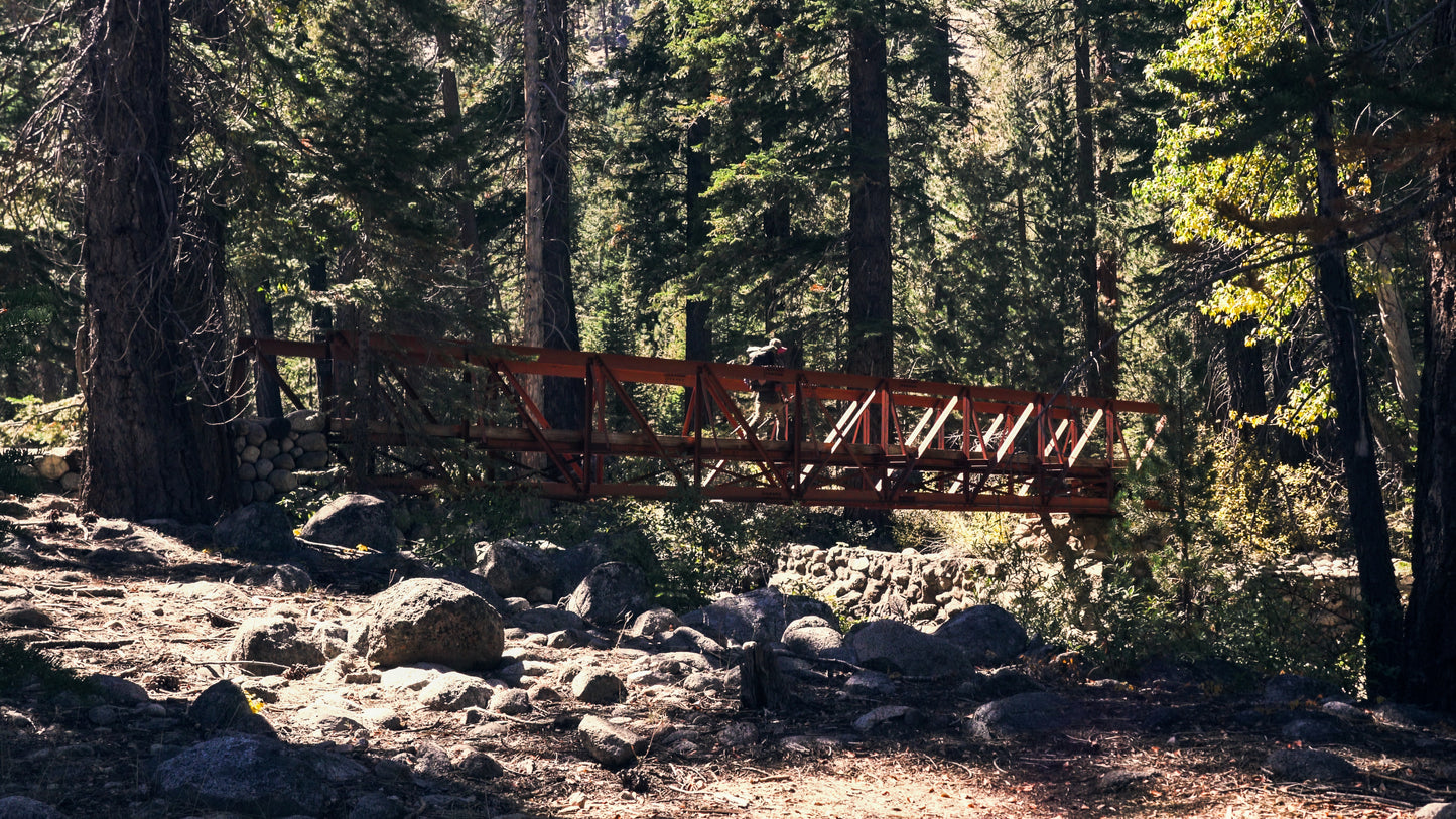 Stills: Sequoia