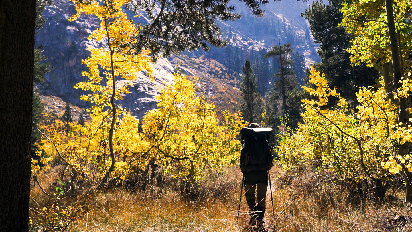 Stills: Sequoia