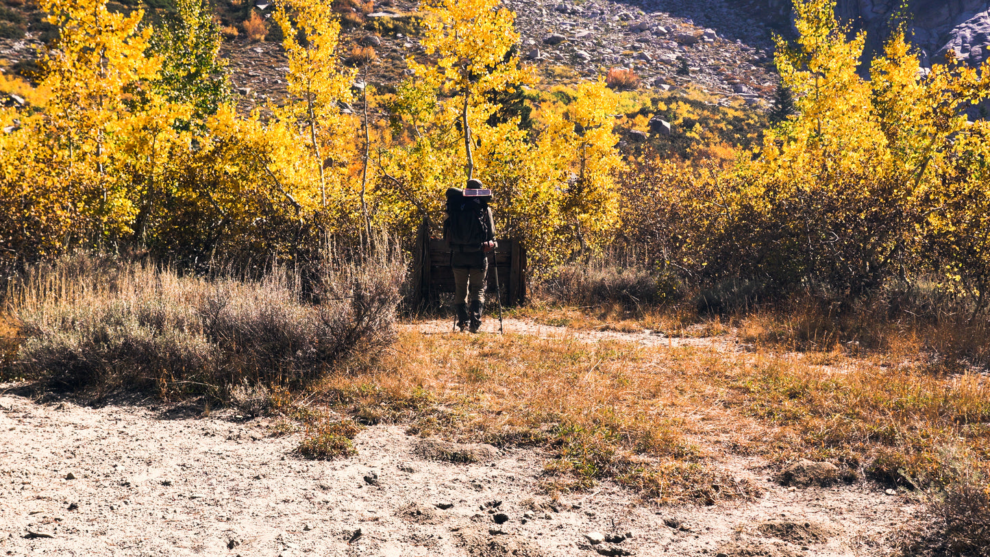 Stills: Sequoia