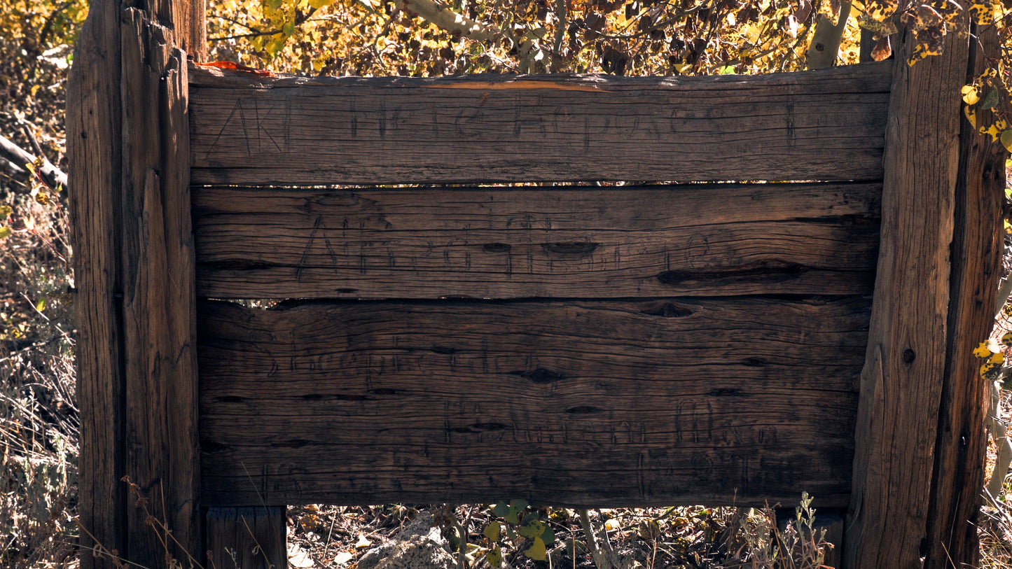 Stills: Sequoia