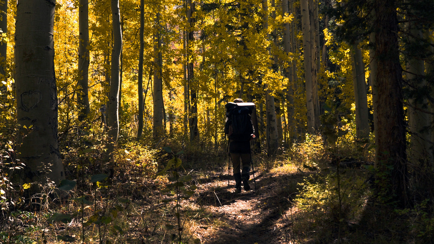 Stills: Sequoia