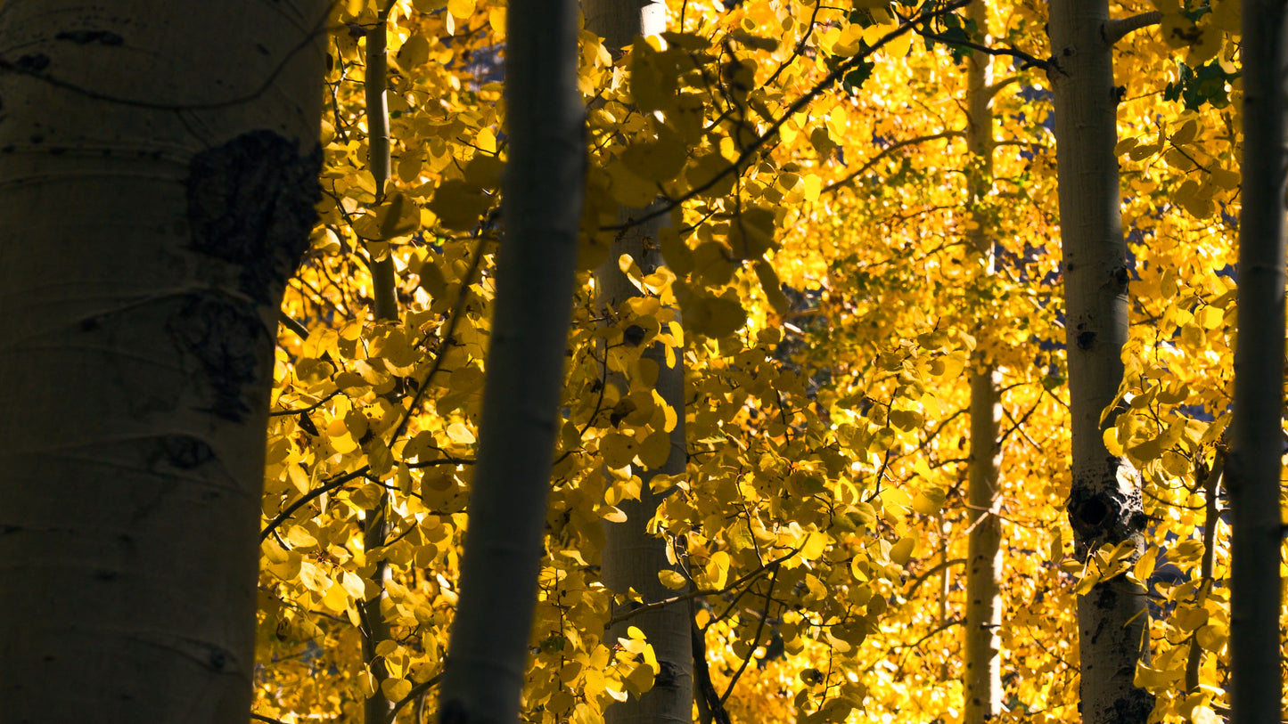 Stills: Sequoia