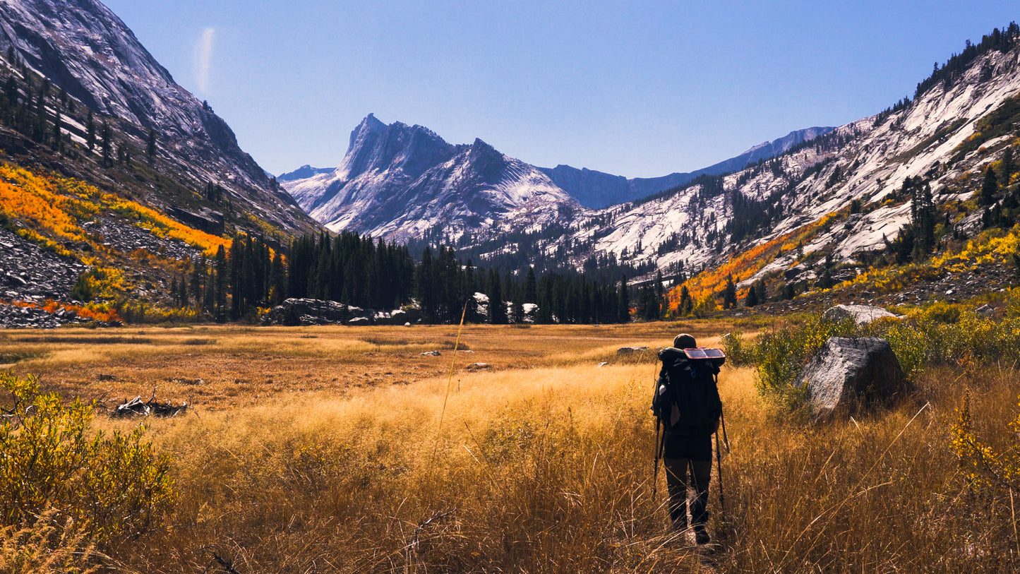 Stills: Sequoia