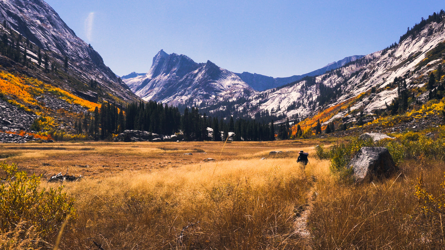 Stills: Sequoia
