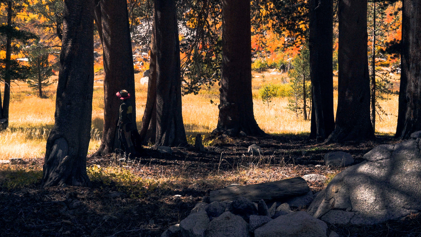 Stills: Sequoia