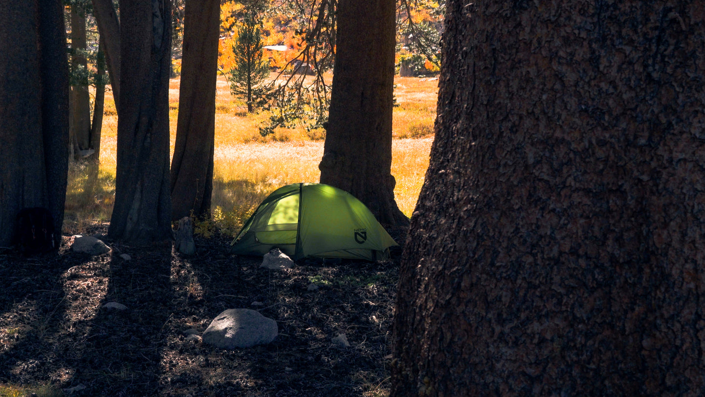 Stills: Sequoia