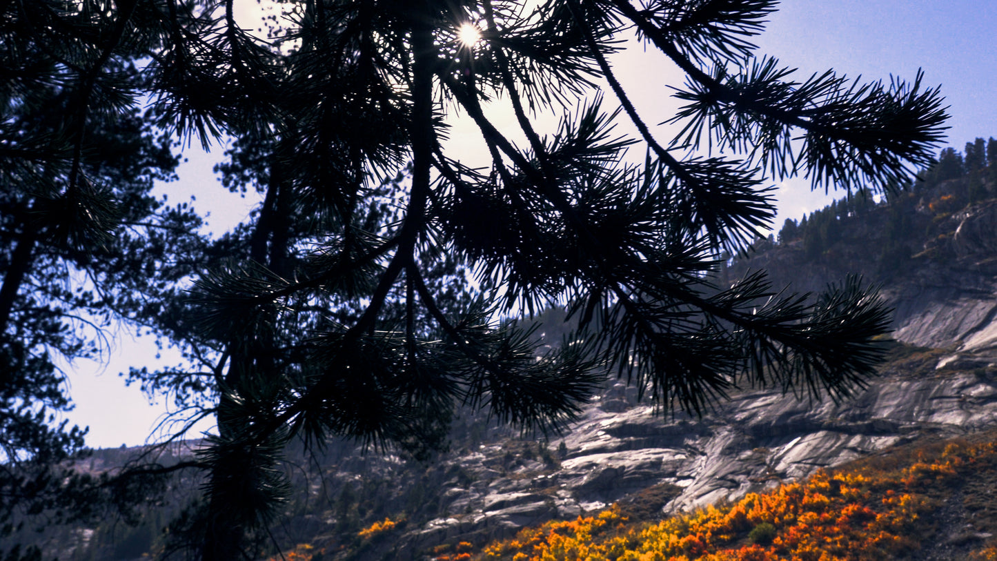 Stills: Sequoia