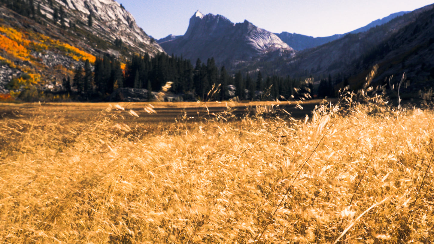Stills: Sequoia