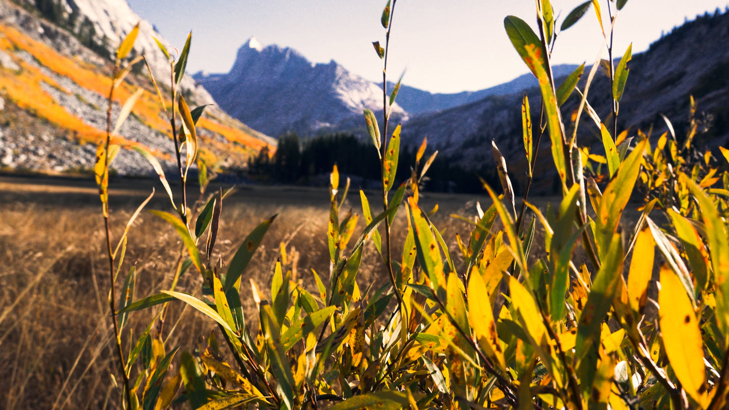 Stills: Sequoia