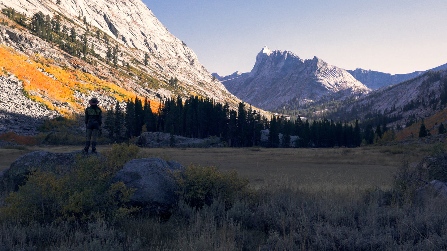 Stills: Sequoia
