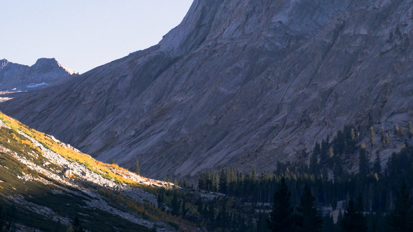 Stills: Sequoia