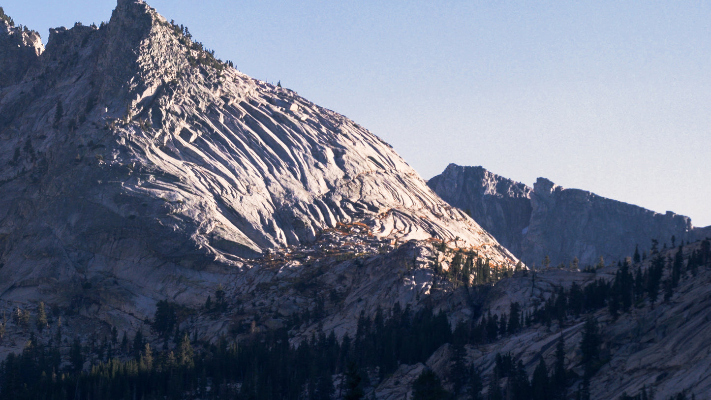 Stills: Sequoia