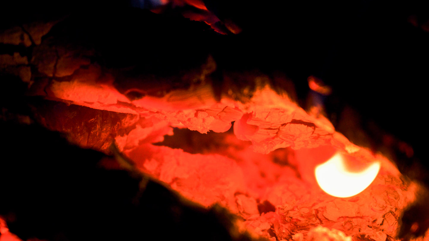 Stills: Sequoia