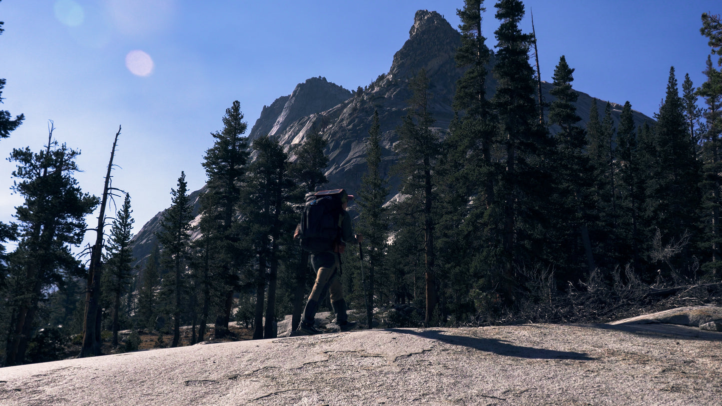Stills: Sequoia