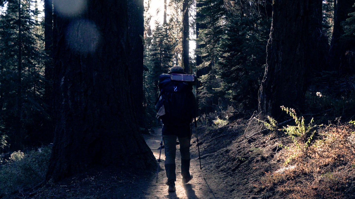 Stills: Sequoia