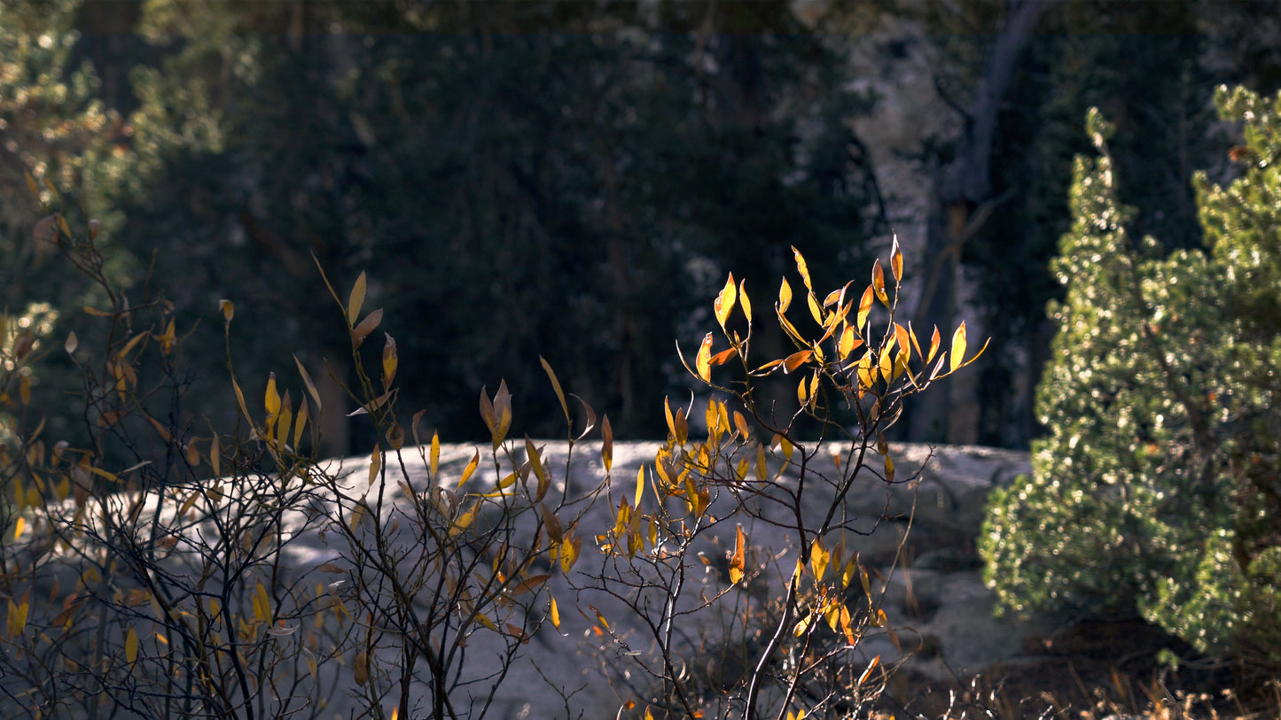 Stills: Eastern Sierra
