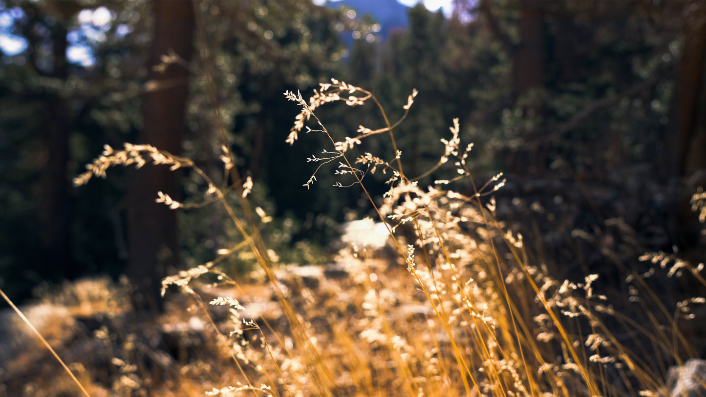 Stills: Eastern Sierra